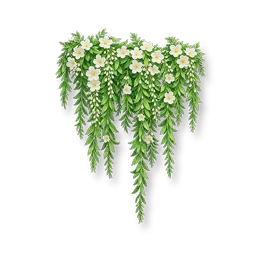 White Flowering Vine