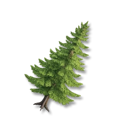 Pine Tree