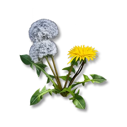Dandelion