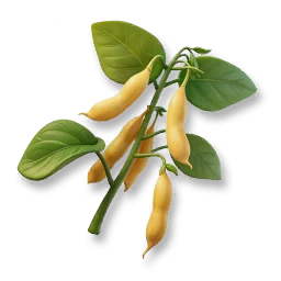 Soybean