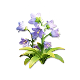 Blue Bellflower