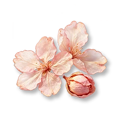 Dried Cherry Blossom