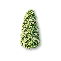 Cone-Shaped Shrub