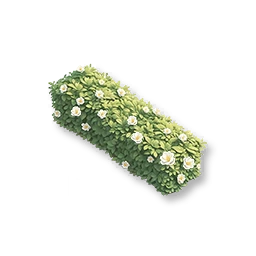 Flowering Box Hedge