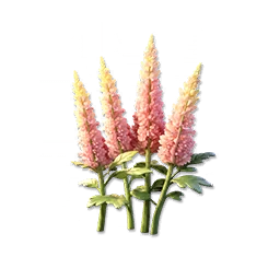 Golden Astilbe