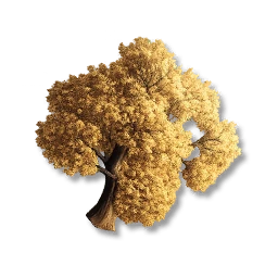 Maple Tree