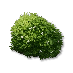 Small-Leaf Shrubs: II