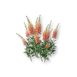Red Foxglove