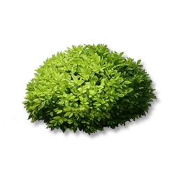 Broadleaf Shrubs