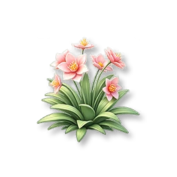 Pink Lily
