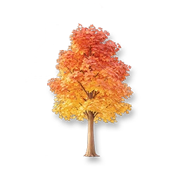 Red Maple