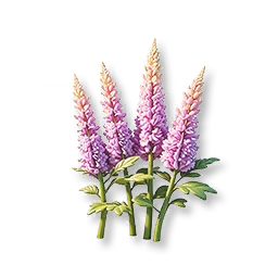Purple Astilbe
