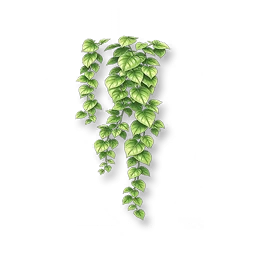 Verdant Boston Ivy IV