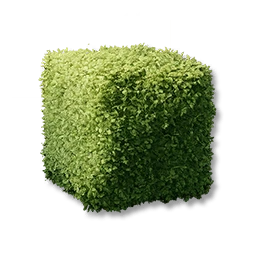 Box Shrubs