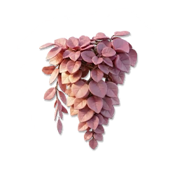 Bougainvillea