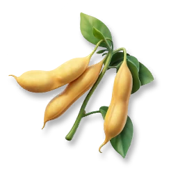 Huge Soybean