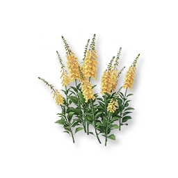 Yellow Foxglove