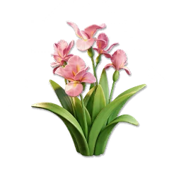 Pink Iris