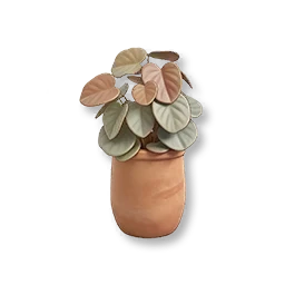 Potted Heartleaf Peperomia