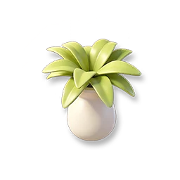 Potted Agave