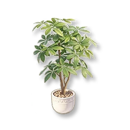 Potted Money Tree