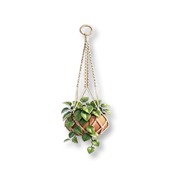 Hanging Pothos