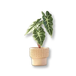 Potted Alocasia