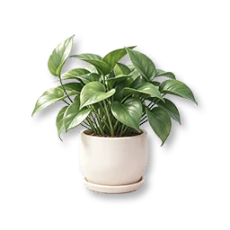Potted Pothos