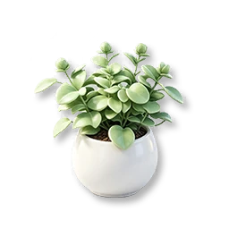 Potted Silver Peperomia
