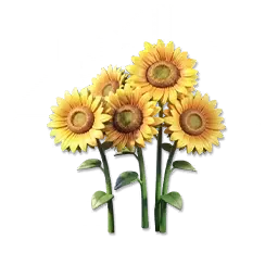 Sonnenblume