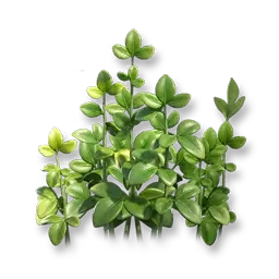 Kletterfeige
