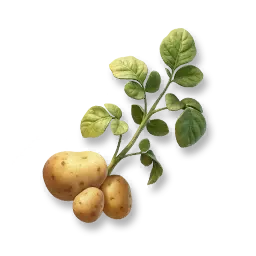 Kartoffel