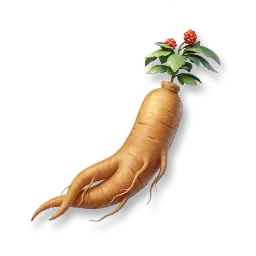 Ginseng Besar