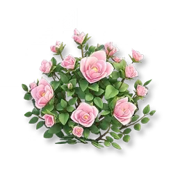 장미
