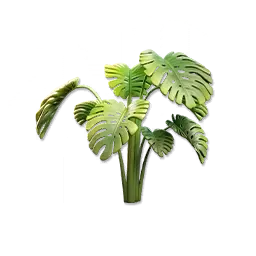 Monstera