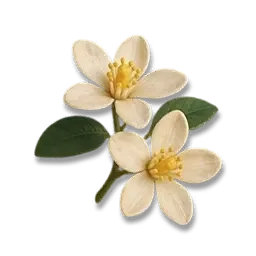 Orangenblüte