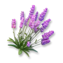 ลาเวนเดอร์