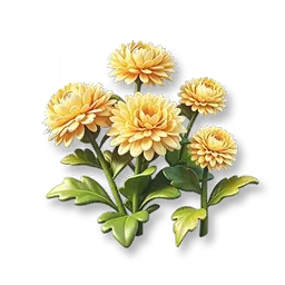 황금 퐁퐁국화