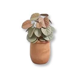 Pépéromia à feuilles en cœur en pot