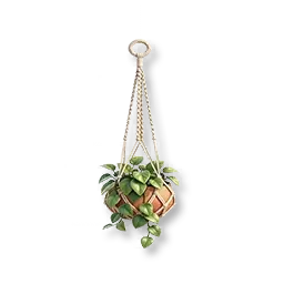 Pothos suspendu