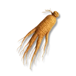 Getrockneter Ginseng