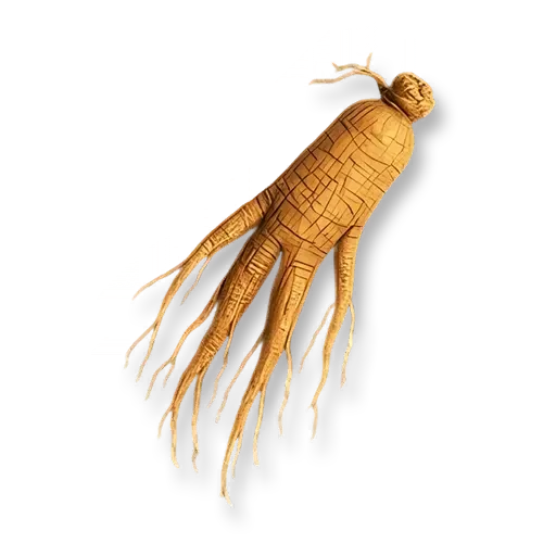 Getrockneter Ginseng