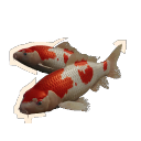Koi