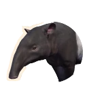 Malayan Tapir