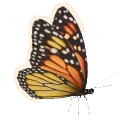 Monarch