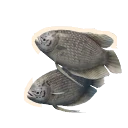 Giant Gourami