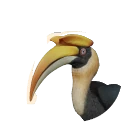 Great Hornbill