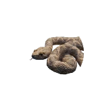 Western Diamondback Rattlesnake