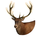 Red Deer