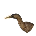 Eurasian Bittern